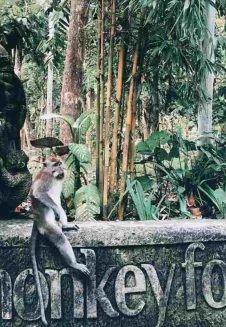 Monkey Forest ➜